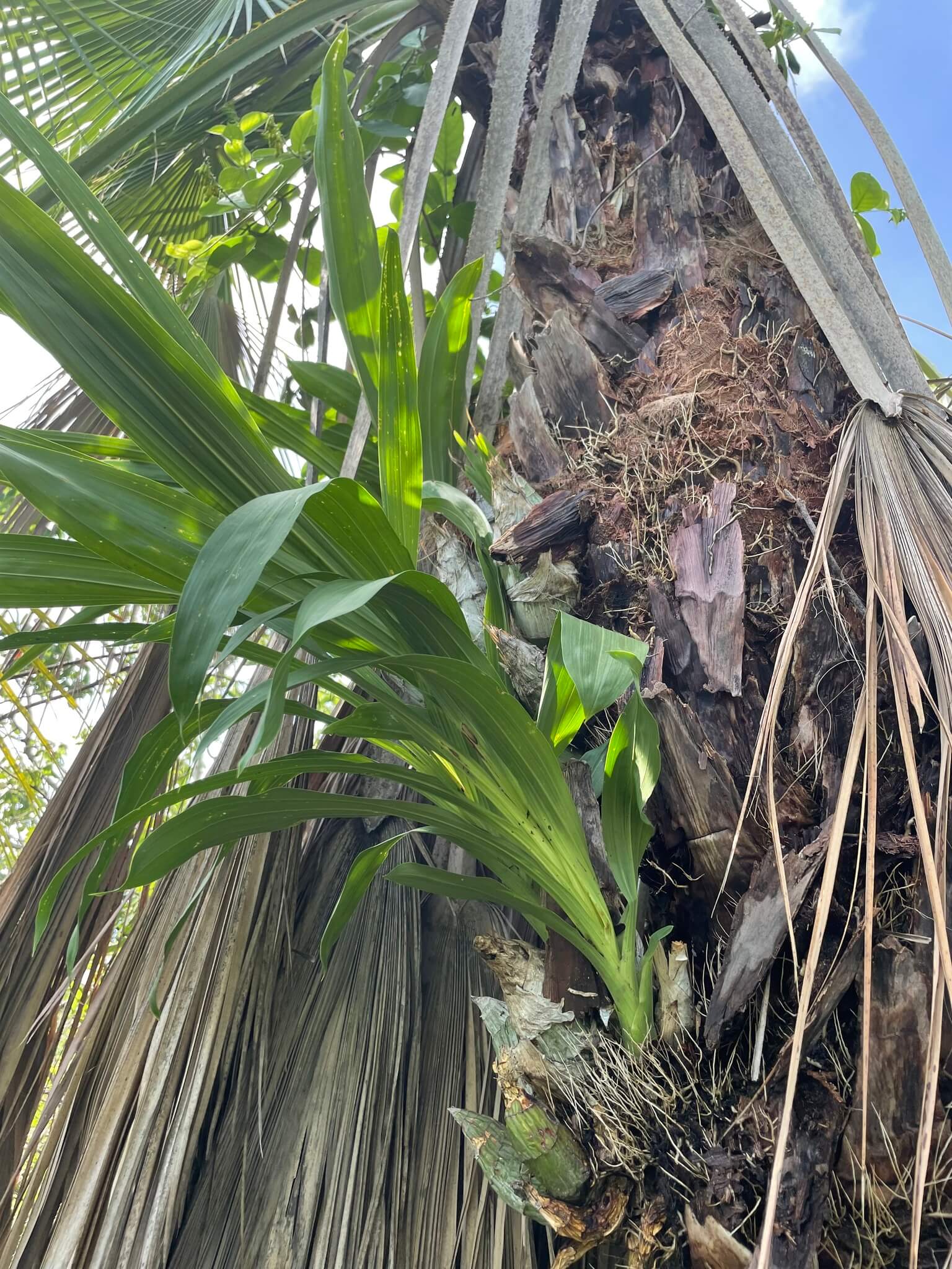 Clowesia thylaciochila